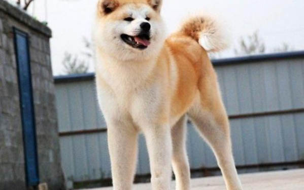 秋田犬和小柴犬的区别