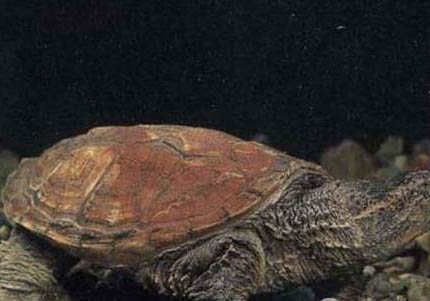 小鳄龟寿命多长