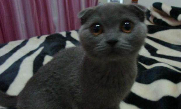 猫多久洗澡一次合适