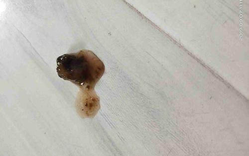 狗狗体内外驱虫药哪个好