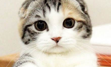 折耳虎斑猫不能养的原因及处理方法