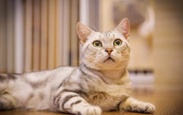 猫咪眼睛有褐色分泌物，原因及处理方法
