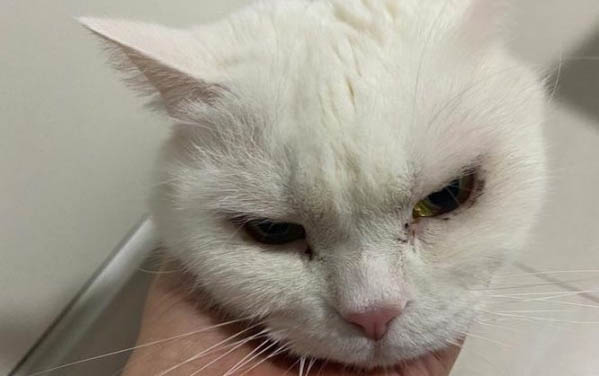 小猫可以洗澡吗?
