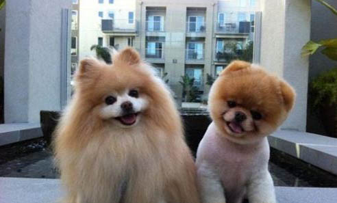 博美犬多久会忘记主人?