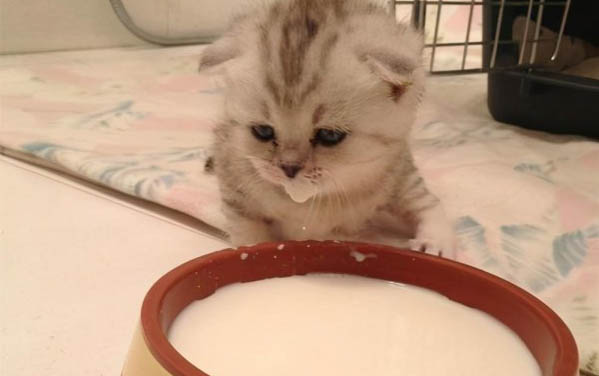 小猫多久后可以吃猫粮