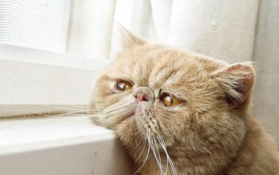 大猫能跟2个月小猫配上吗