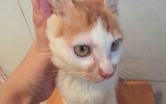 请问猫咪呕吐的原因及处理方法?