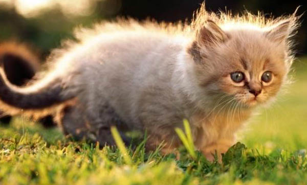 猫咪多久剪一次指甲好