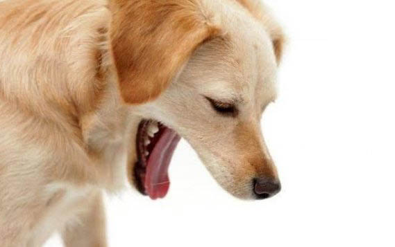 狗狗颈部后面有个硬包