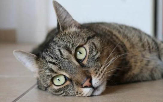 多大的小猫可以断奶