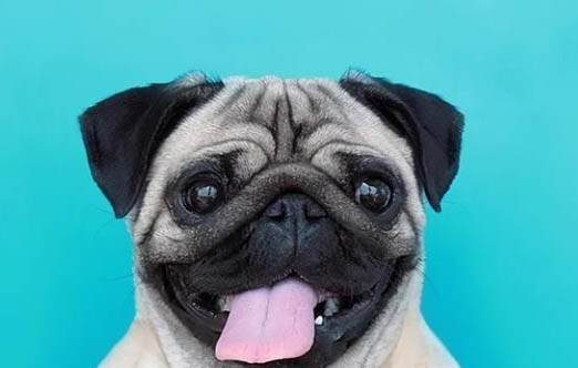 适合家养的小型犬