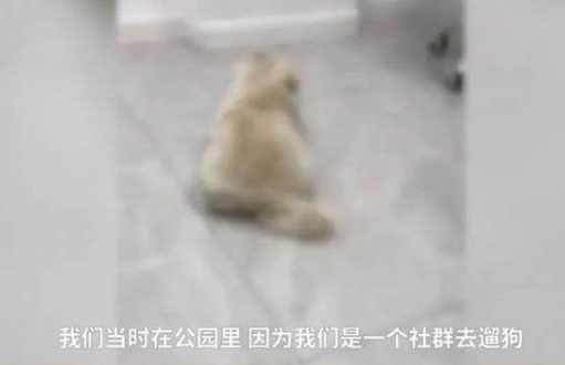 给小狗滴眼药水可以吗