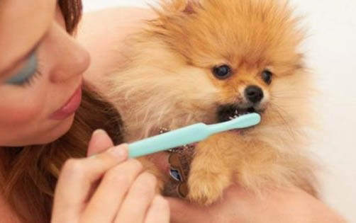 狗狗能吃排骨汤吗