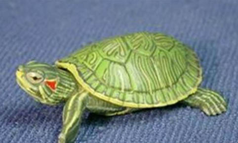 巴西龟白眼病多久会瞎