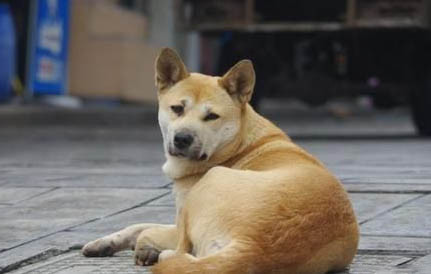 狗狗眼睛红血丝
