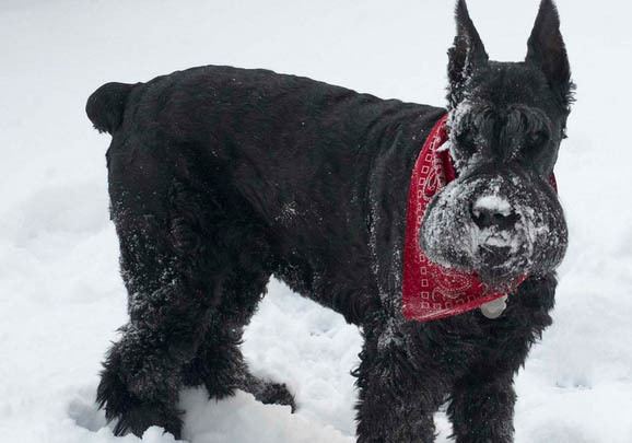 巨型雪纳瑞犬性格怎么样