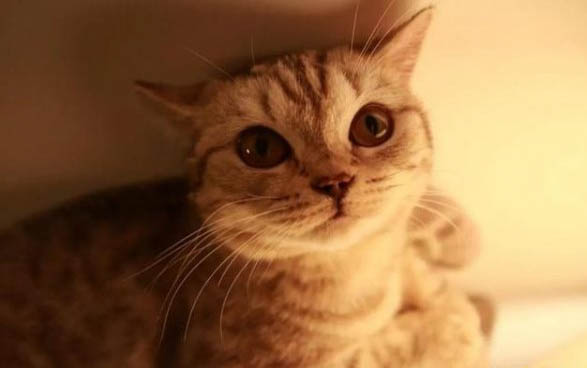 猫咪刚接回家怎么相处