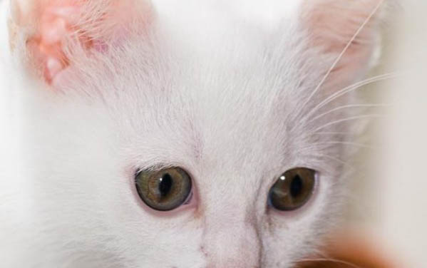 猫咪挠耳朵正常吗