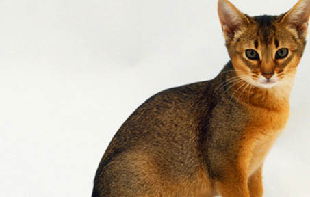 为什么同一窝猫有折耳有立耳