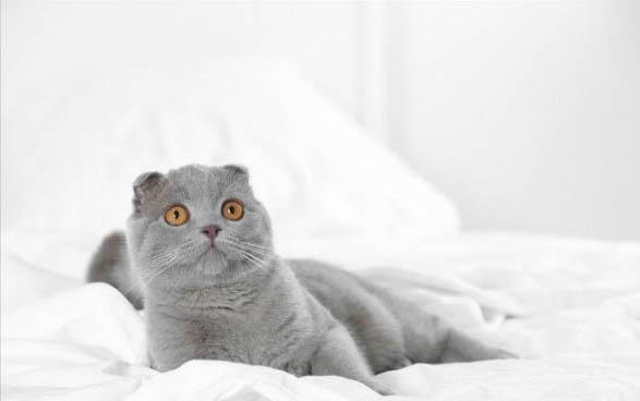 猫咪没打疫苗能做绝育吗