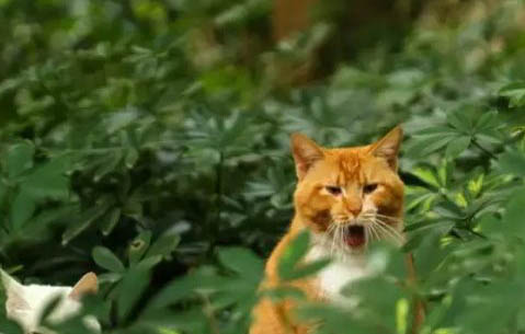 猫咪剃毛后多久能长出来