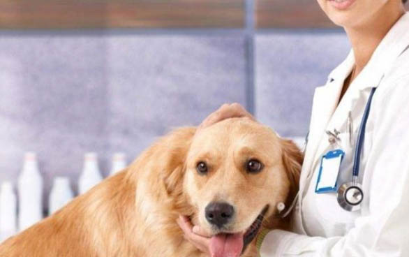 棉花面纱犬哪里有卖