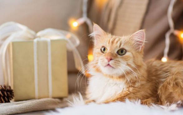 猫咪为什么会脾气不好呢