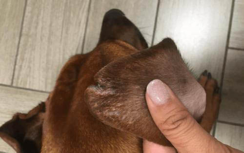 犬瘟后期有哪些症状