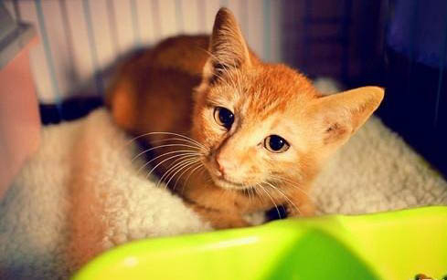 小猫咪呼吸急促腹部起伏是害怕吗