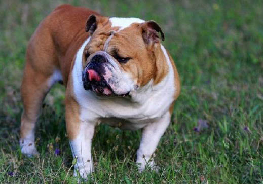英国斗牛犬适合看家吗