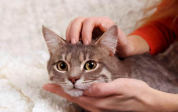 猫咪驱虫后多久有虫子排出体外
