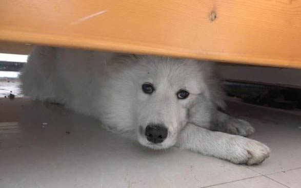 狗狗尿血但是很活泼