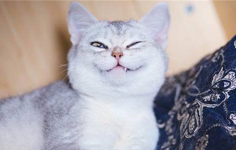 猫的记忆力有多长时间?