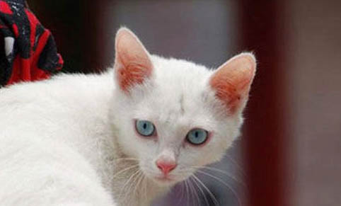 猫能上高铁吗?