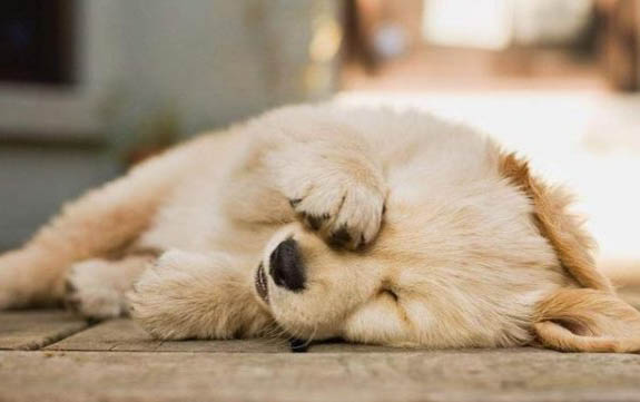 狗摔伤了后腿站不起来