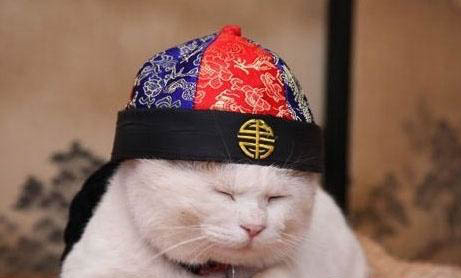 猫要多久刷一次牙