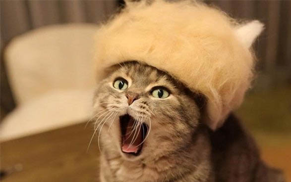 小猫咪肺炎能治好吗