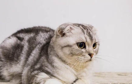猫咪眼睛得了结膜炎怎么办