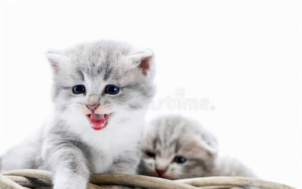 小猫不吃东西还拉稀怎么办