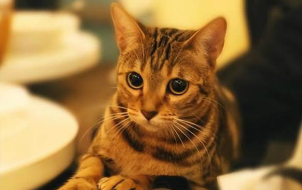 刚出生小猫眼睛分泌物多