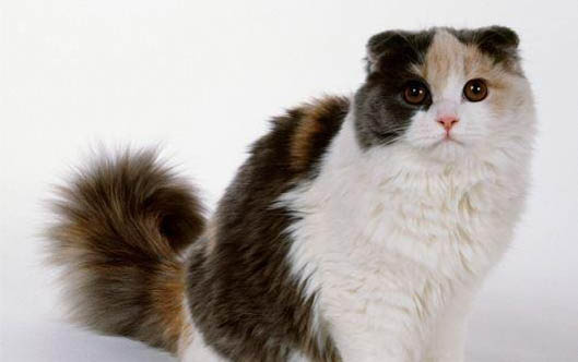 猫咪携带猫瘟需要治疗吗