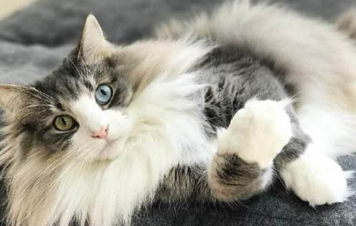 挪威森林猫打喷嚏流黄鼻涕的原因及处理方法
