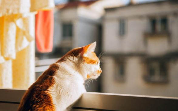 适合懒人养的猫有哪些品种