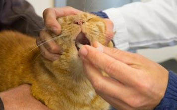 猫猫打呼噜