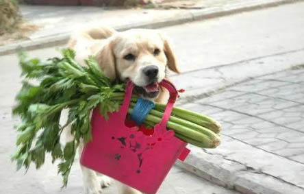 犬冠状病毒好转迹象