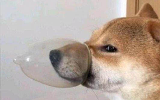 狗狗流鼻涕不吃饭没有精神