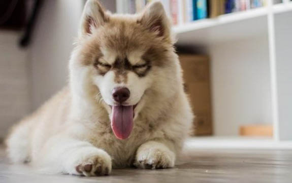 六种可以帮助你增加狗狗寿命的饲养方法