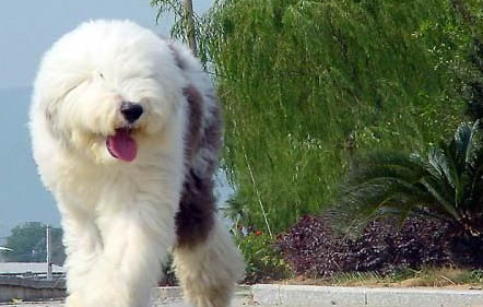 狗狗几天不吃饭了只喝水什么情况