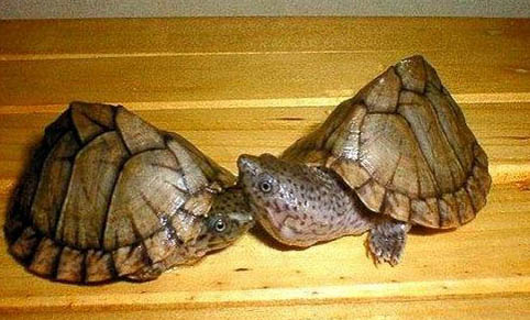 剃刀龟可以和乌龟混养吗？
