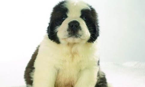 幼犬吃什么食物比较好